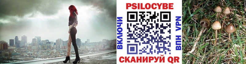 Псилоцибиновые грибы Psilocybe  Питкяранта 